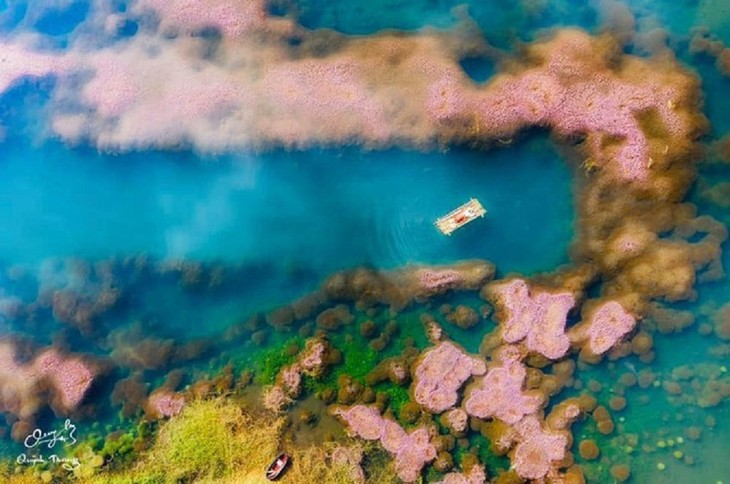 Vẻ đẹp hồ tảo hồng ở Lâm Đồng - ảnh 2