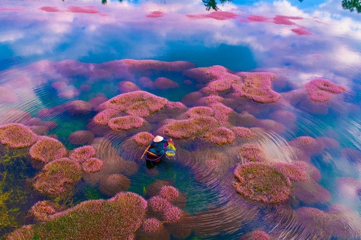 Vẻ đẹp hồ tảo hồng ở Lâm Đồng - ảnh 3