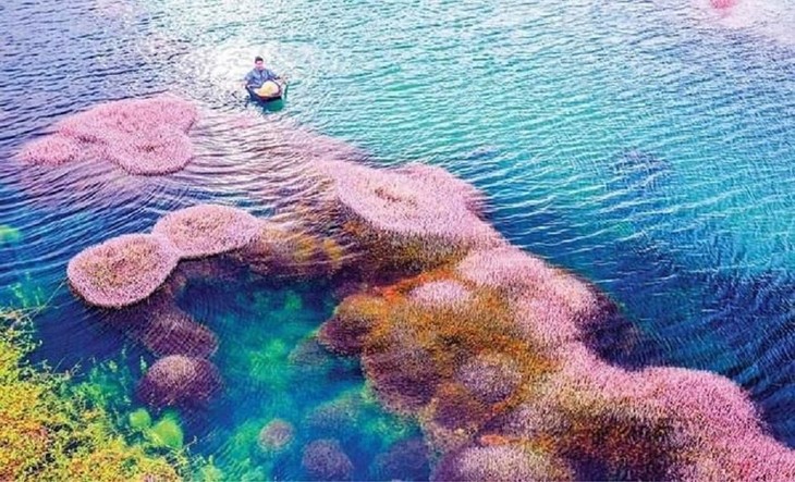 Vẻ đẹp hồ tảo hồng ở Lâm Đồng - ảnh 4