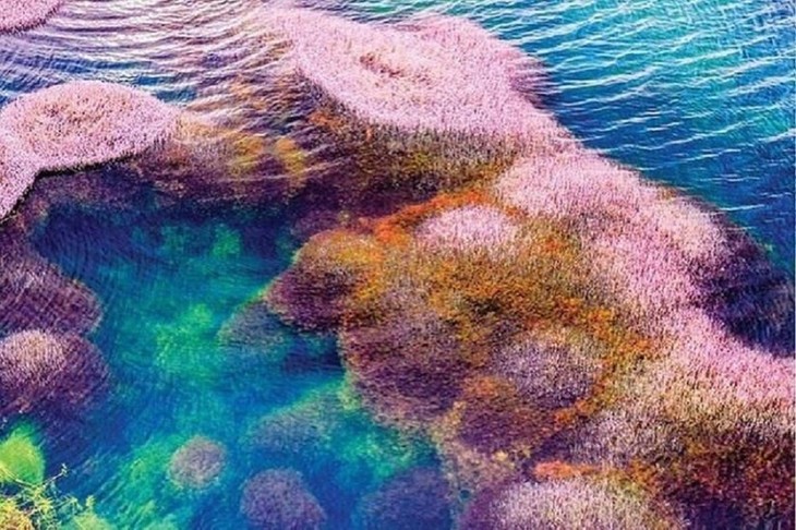 Vẻ đẹp hồ tảo hồng ở Lâm Đồng - ảnh 5