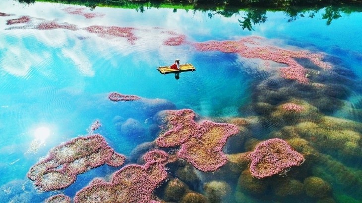 Vẻ đẹp hồ tảo hồng ở Lâm Đồng - ảnh 7