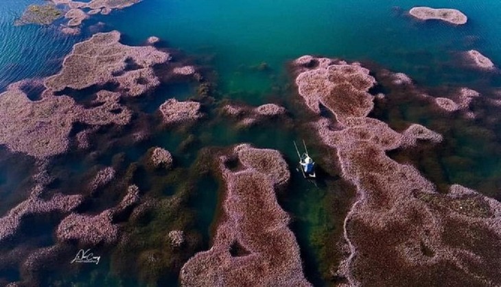 Vẻ đẹp hồ tảo hồng ở Lâm Đồng - ảnh 8