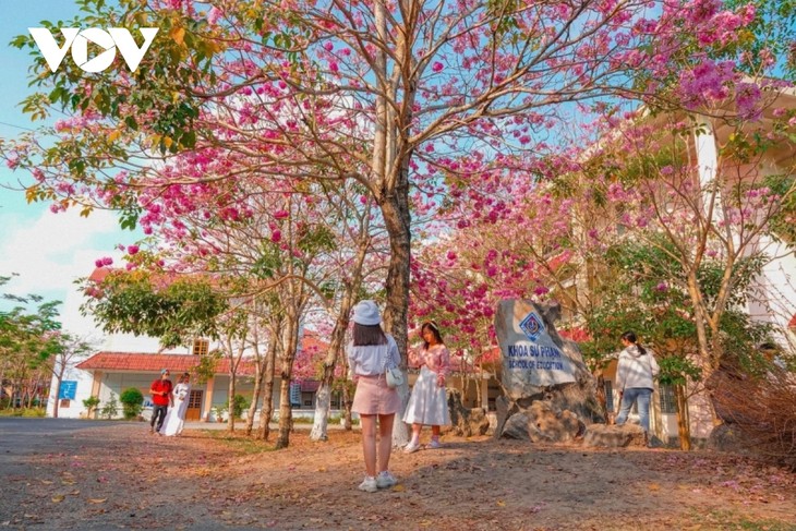Rộ đường hoa kèn hồng đẹp tựa Hàn Quốc ở miền Tây - ảnh 10