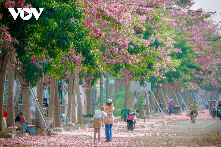 Rộ đường hoa kèn hồng đẹp tựa Hàn Quốc ở miền Tây - ảnh 13