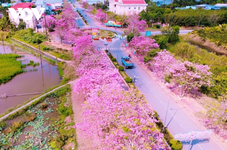 Rộ đường hoa kèn hồng đẹp tựa Hàn Quốc ở miền Tây - ảnh 2