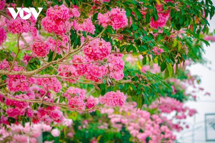 Rộ đường hoa kèn hồng đẹp tựa Hàn Quốc ở miền Tây - ảnh 3