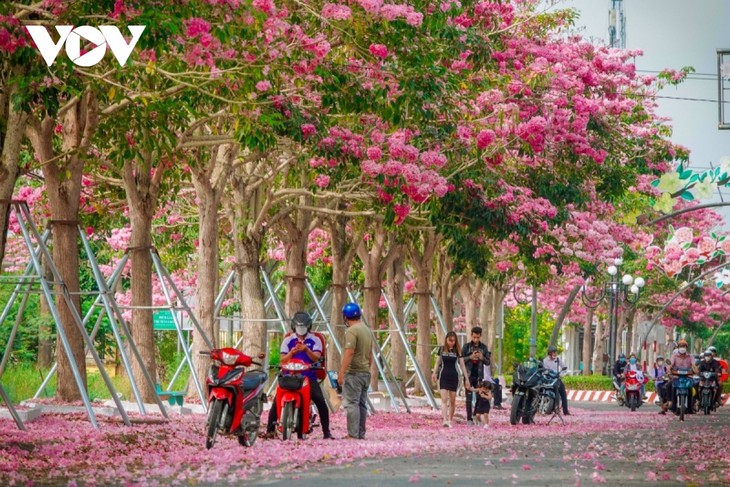 Rộ đường hoa kèn hồng đẹp tựa Hàn Quốc ở miền Tây - ảnh 5