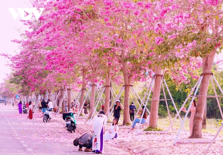 Rộ đường hoa kèn hồng đẹp tựa Hàn Quốc ở miền Tây - ảnh 6