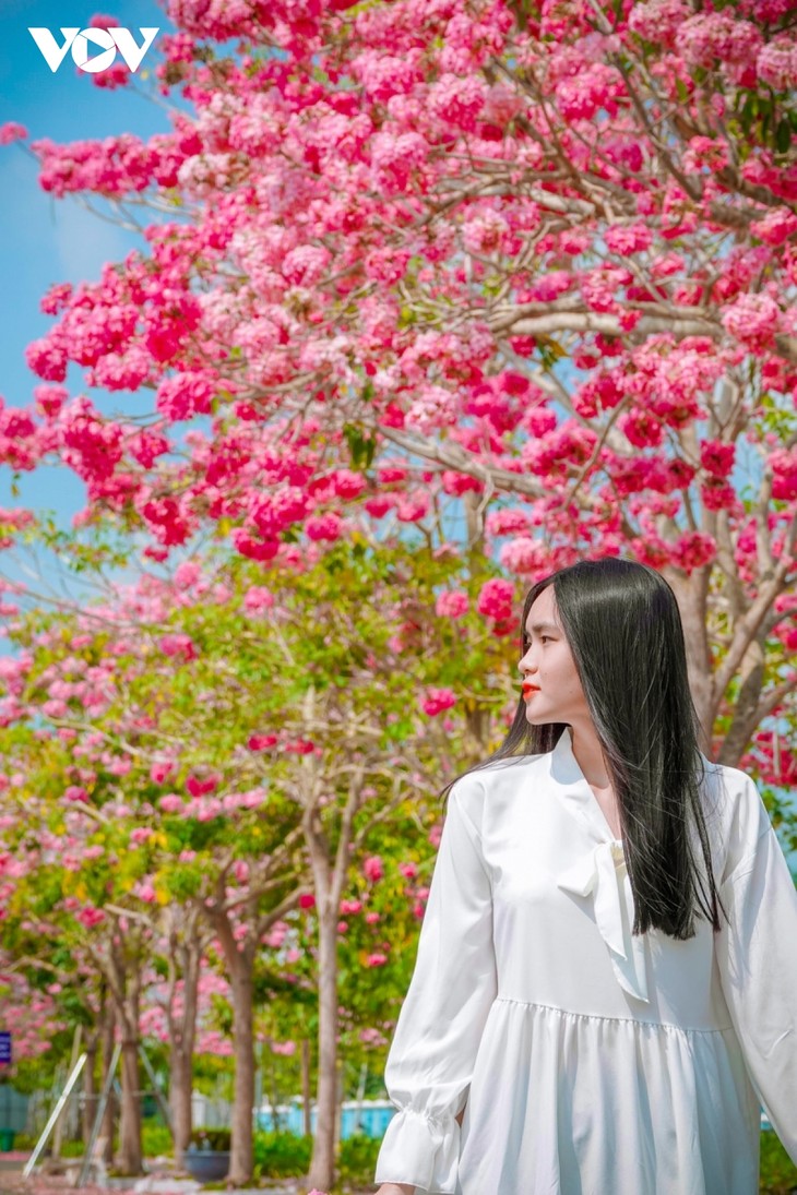 Rộ đường hoa kèn hồng đẹp tựa Hàn Quốc ở miền Tây - ảnh 8
