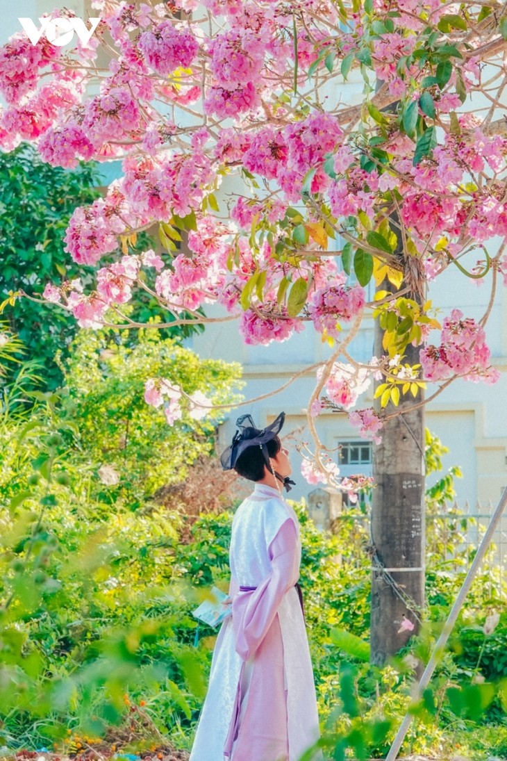 Rộ đường hoa kèn hồng đẹp tựa Hàn Quốc ở miền Tây - ảnh 9
