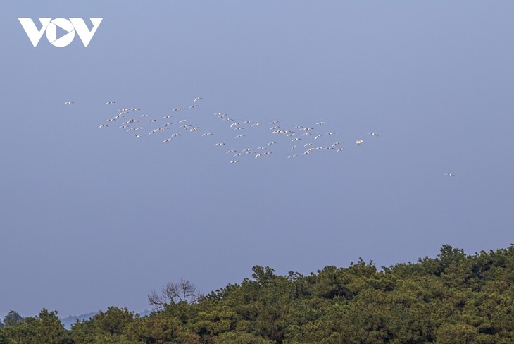 Bình yên những cánh cò trắng giữa lòng hồ Yên Trung, Quảng Ninh - ảnh 11