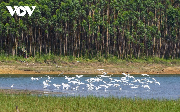 Bình yên những cánh cò trắng giữa lòng hồ Yên Trung, Quảng Ninh - ảnh 1