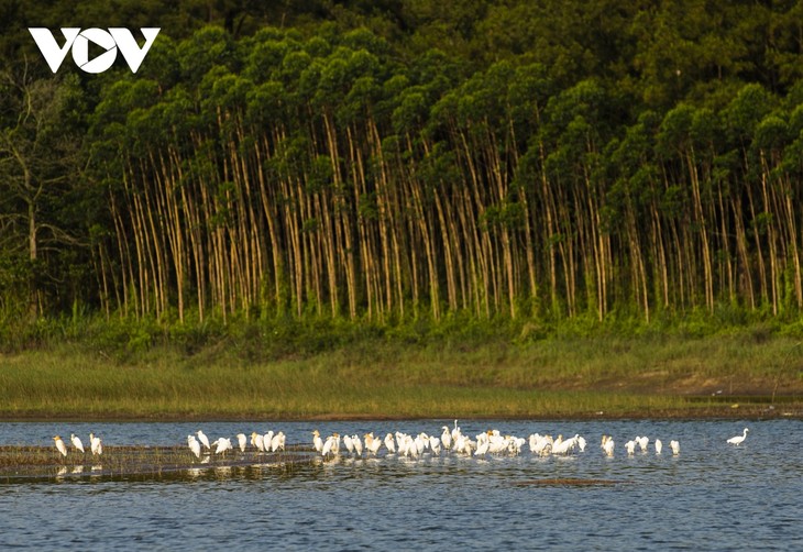 Bình yên những cánh cò trắng giữa lòng hồ Yên Trung, Quảng Ninh - ảnh 2