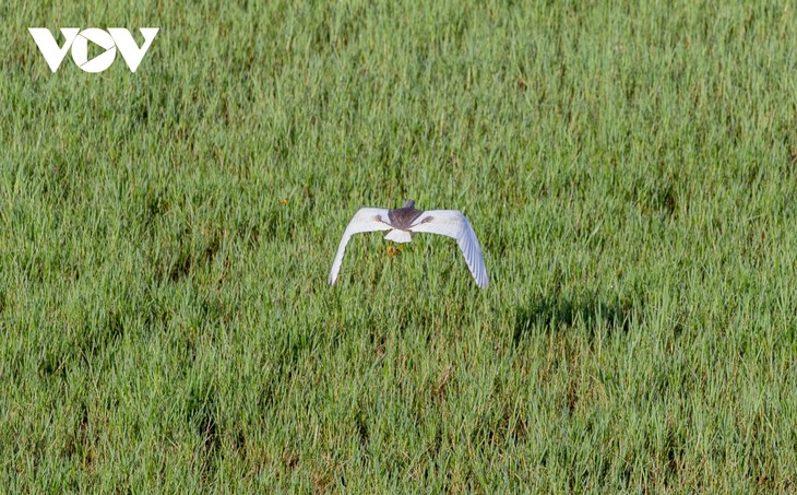 Bình yên những cánh cò trắng giữa lòng hồ Yên Trung, Quảng Ninh - ảnh 6