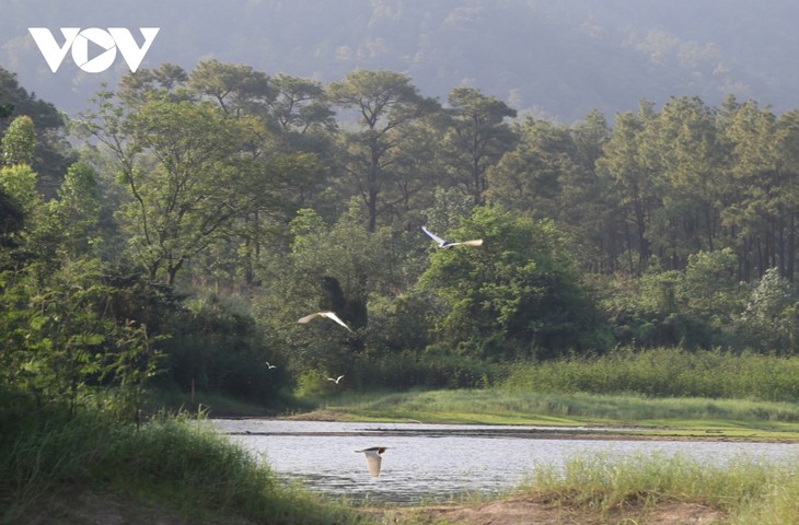 Bình yên những cánh cò trắng giữa lòng hồ Yên Trung, Quảng Ninh - ảnh 7