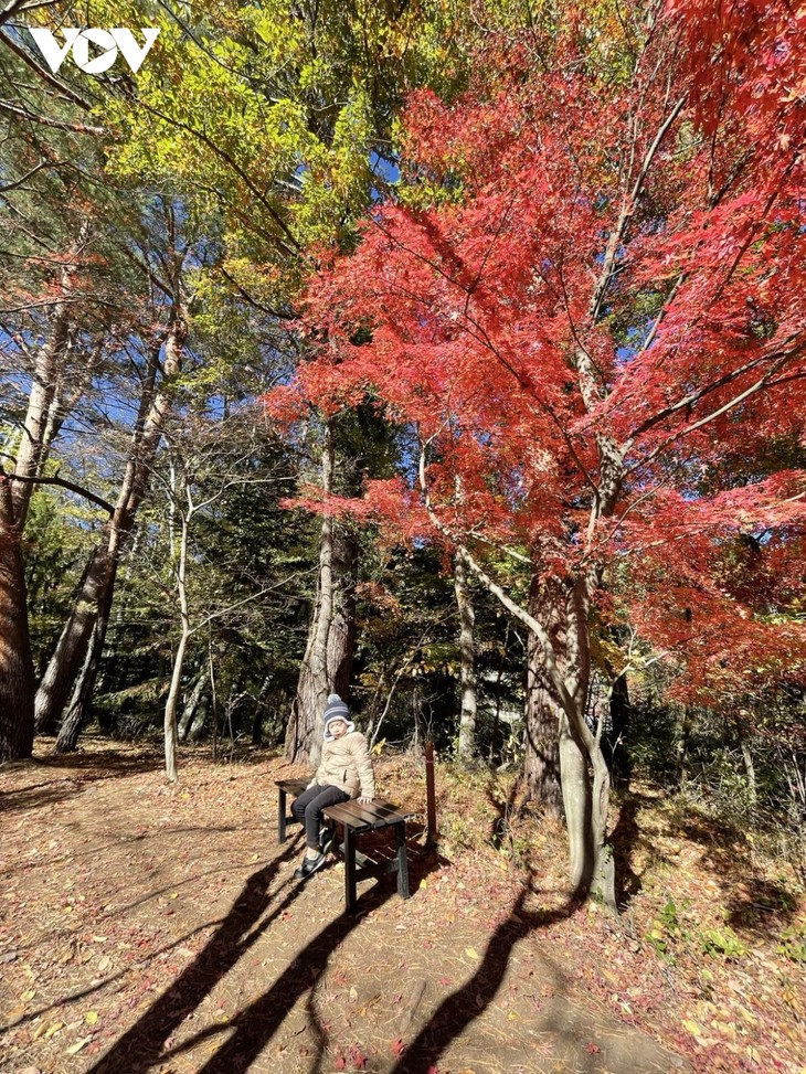 Chiêm ngường cảnh sắc mùa thu tuyệt đẹp ở Nhật Bản - ảnh 3