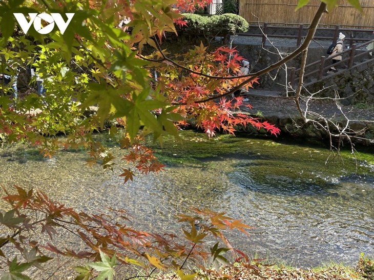 Chiêm ngường cảnh sắc mùa thu tuyệt đẹp ở Nhật Bản - ảnh 9