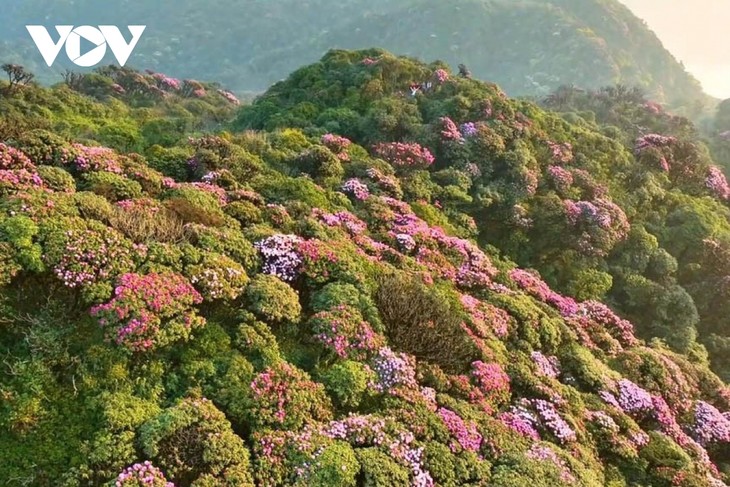 Mê mẩn với rừng hoa Đỗ Quyên trên núi Pu Ta Leng - ảnh 10