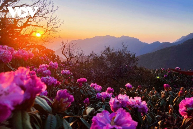 Mê mẩn với rừng hoa Đỗ Quyên trên núi Pu Ta Leng - ảnh 11