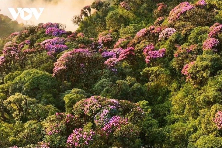 Mê mẩn với rừng hoa Đỗ Quyên trên núi Pu Ta Leng - ảnh 12