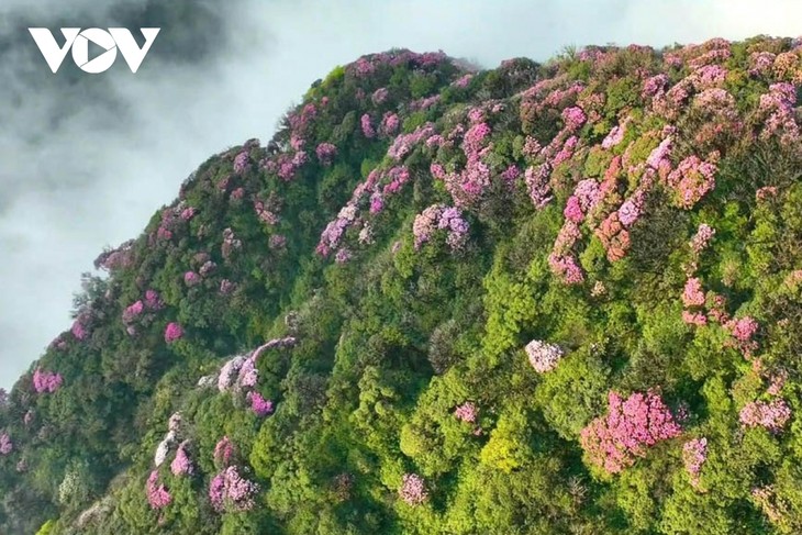 Mê mẩn với rừng hoa Đỗ Quyên trên núi Pu Ta Leng - ảnh 13