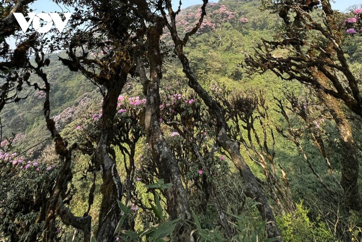 Mê mẩn với rừng hoa Đỗ Quyên trên núi Pu Ta Leng - ảnh 14