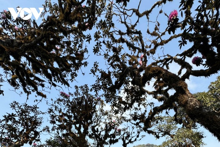 Mê mẩn với rừng hoa Đỗ Quyên trên núi Pu Ta Leng - ảnh 16