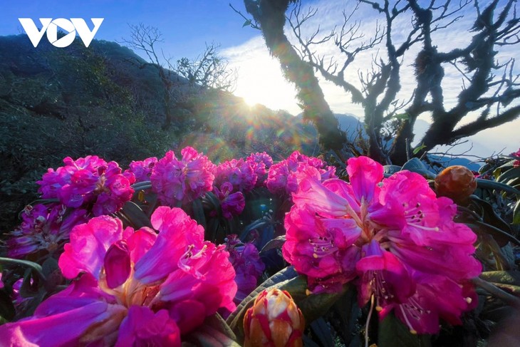 Mê mẩn với rừng hoa Đỗ Quyên trên núi Pu Ta Leng - ảnh 17