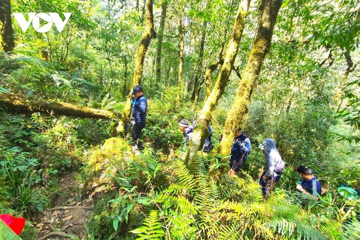 Mê mẩn với rừng hoa Đỗ Quyên trên núi Pu Ta Leng - ảnh 3