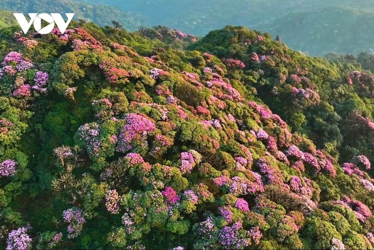Mê mẩn với rừng hoa Đỗ Quyên trên núi Pu Ta Leng - ảnh 8