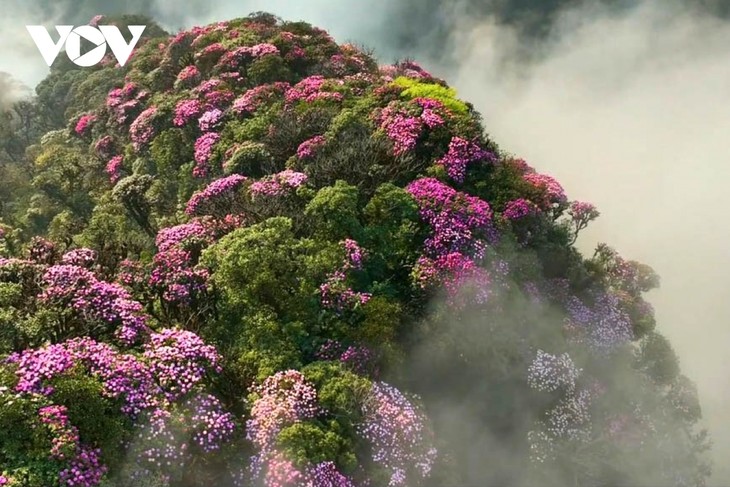 Mê mẩn với rừng hoa Đỗ Quyên trên núi Pu Ta Leng - ảnh 9