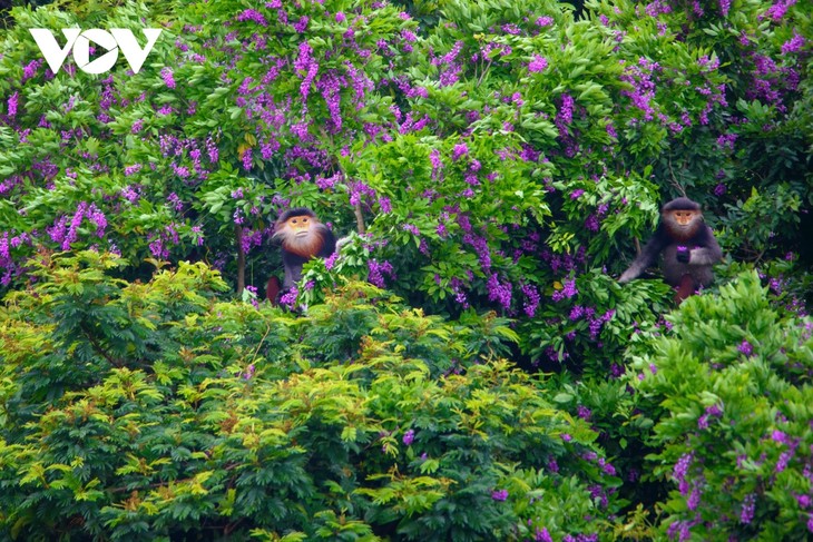 Ngắm mùa hoa Thàn Mát rực rỡ trên bán đảo Sơn Trà - ảnh 6