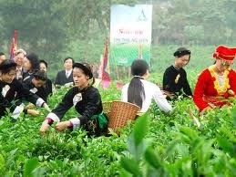 ベトナムのお茶 - ảnh 1