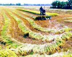 ベトナム各地に広がる「大きな田んぼ作り」プログラム - ảnh 1
