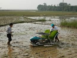 ベトナム各地に広がる「大きな田んぼ作り」プログラム - ảnh 2