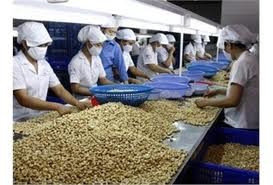 ベトナムのカシューナッツの輸出、世界トップ - ảnh 1