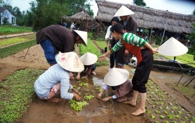チャクエの香菜づくり村での一日農業体験ツアー - ảnh 3