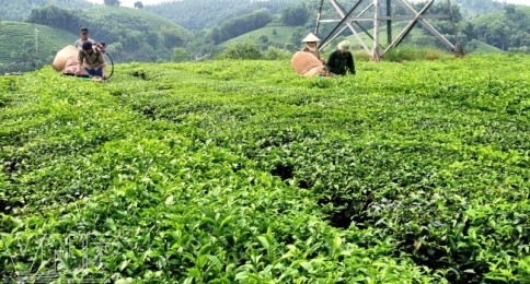 トゥエンクァン省におけるお茶栽培 - ảnh 1