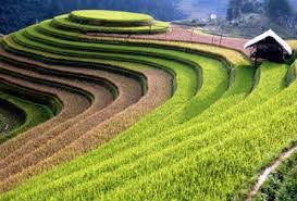 イエンバイ省、ムカンチャイ県の棚田での米作り - ảnh 1