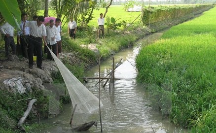 海老養殖と稲作　持続可能な農業発展 - ảnh 1