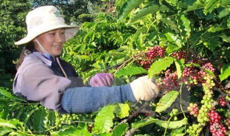 ブラジル、ベトナムのロブスター種 コーヒーを輸入 - ảnh 1