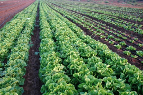 温室効果ガスの削減のため、グリーン農業を発展させる - ảnh 1