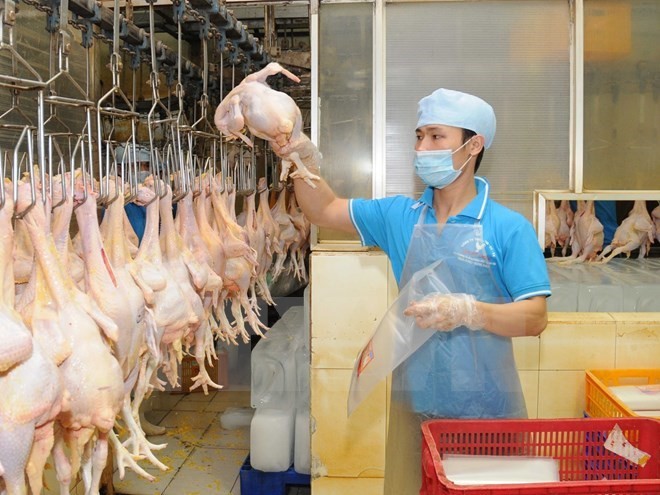 ベトナム産鶏肉製品を日本に初めて輸出 - ảnh 1