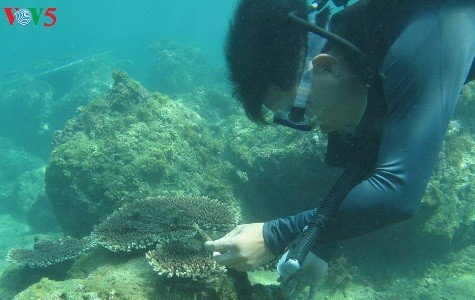 クーラオチャムのサンゴ礁の復活 - ảnh 1
