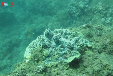 クーラオチャムのサンゴ礁の復活 - ảnh 3