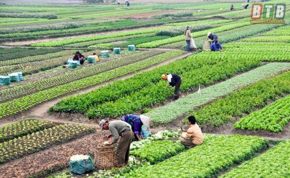 ベトナムの有機農業の発展 - ảnh 1