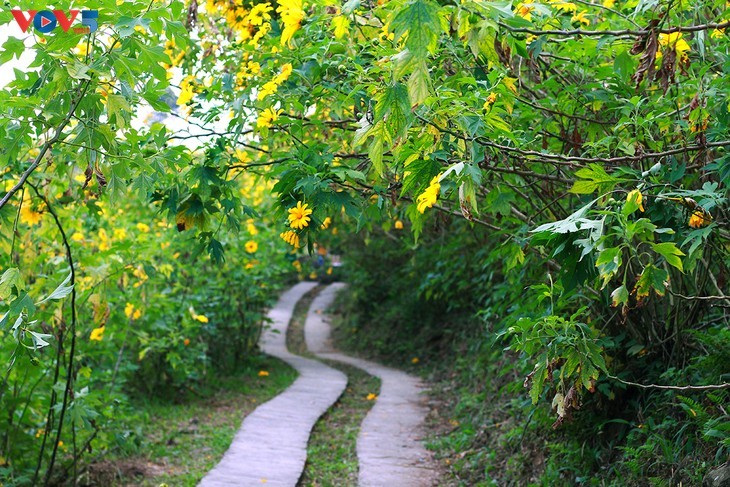 バービー国立公園における野生のひまわり - ảnh 6