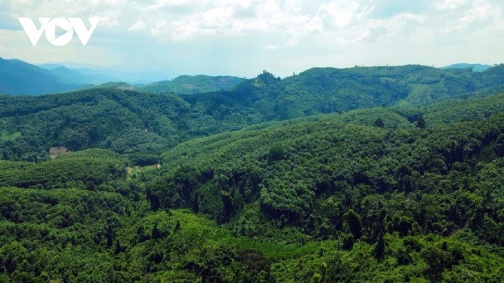 ベトナム、持続可能な森林開発を促進 - ảnh 2