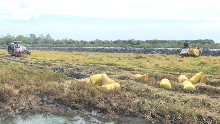 バクリエウ省のエビの養殖池で稲の栽培をする複合経営 - ảnh 1