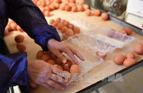 EU、ウクライナ産卵に関税適用 輸入抑制へ - ảnh 1